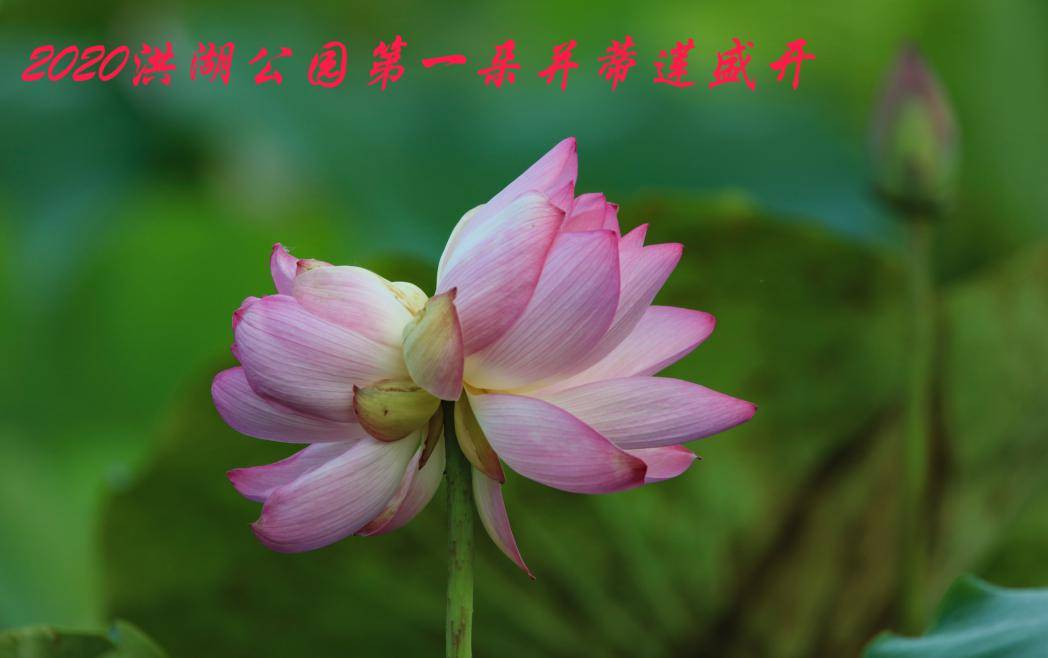 日夜相对不厌倦，共谐连理并蒂莲打一准确生肖，详细解答、定量解答解释落实