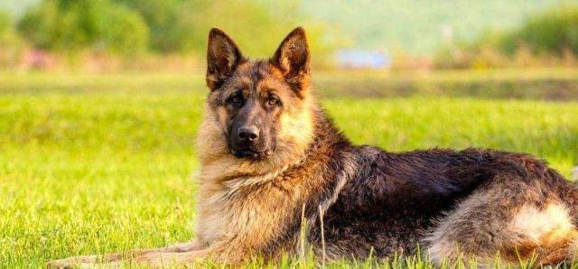 龙头老大在家闲,一马当前牧羊犬指什么生肖仔细释义、解释与落实、详细解答解释落实