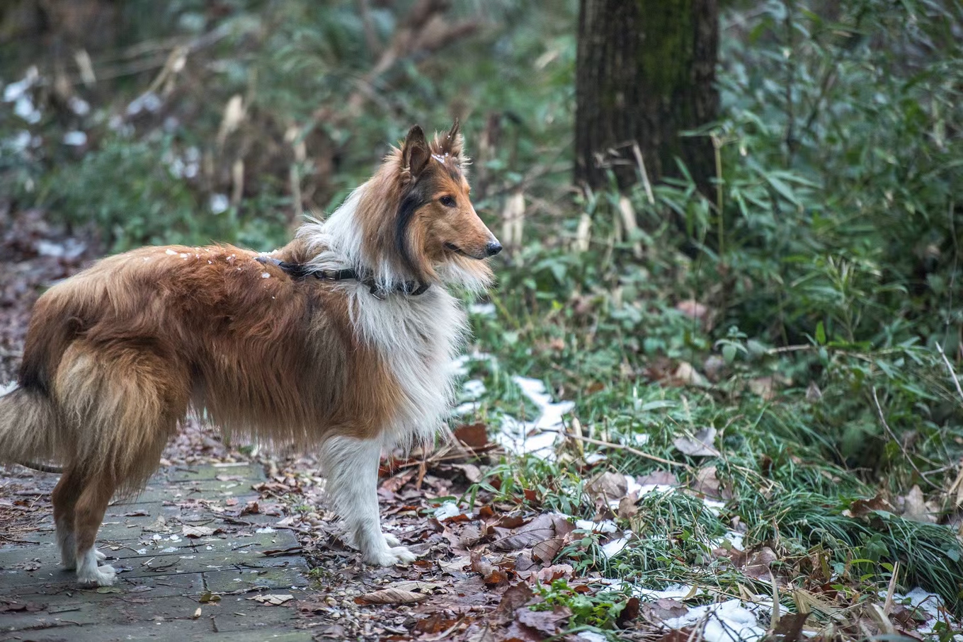 龙头老大在家闲,一马当前牧羊犬指什么生肖仔细释义、解释与落实、详细解答解释落实
